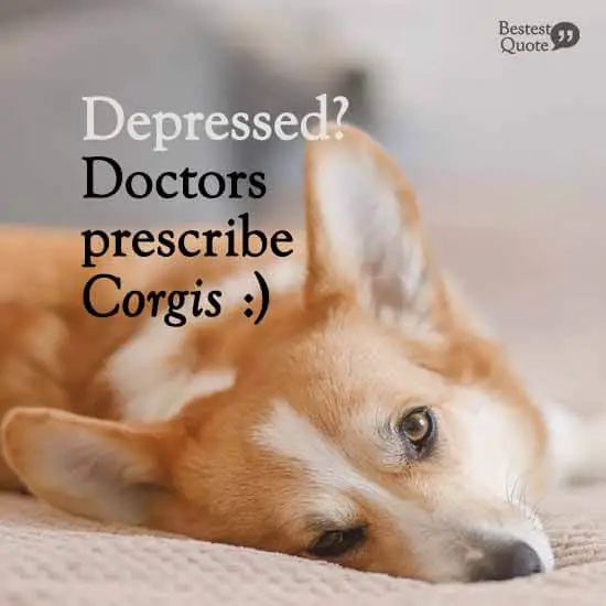 Depressed? Doctors prescribe Corgis_Corgi Quotes