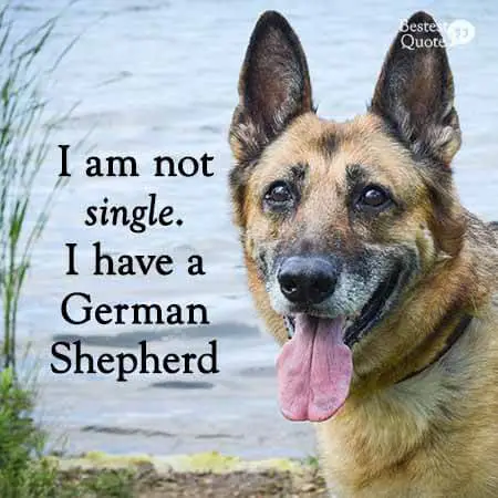 I'm not single I have a German Shepherd.
