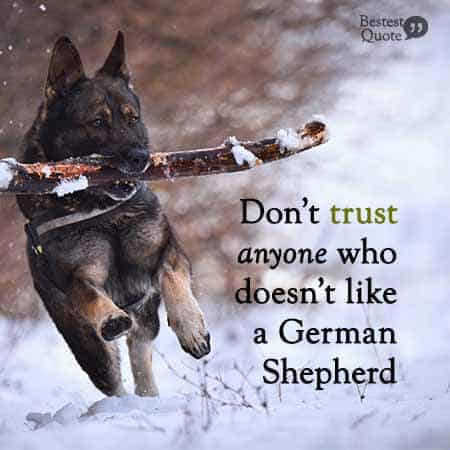 Don't trust anyone who doesn't like a German shepherd