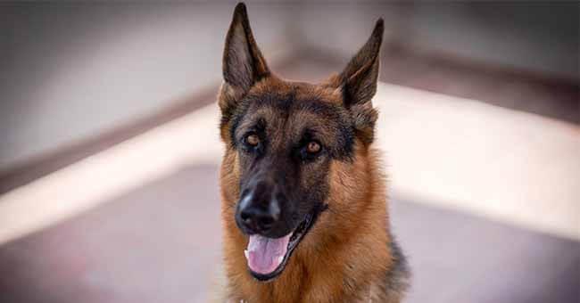 German Shepherd Quotes