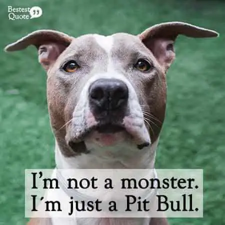 I'm not a monster, I'm just a pitbull