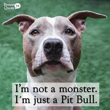 Our Favorite Positive Pitbull Quotes - DogVills