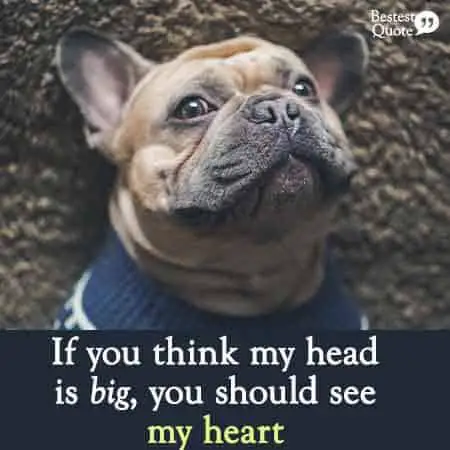 Pitbull quote: If you think my head is big you should see my heart