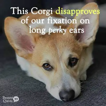 Corgi disapproving of your fixation on his long perky ears