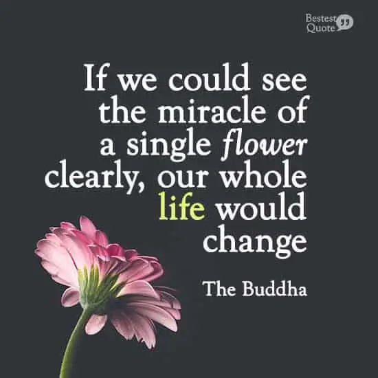 “If we could see the miracle of a single flower clearly, our whole life would change.” The Buddha